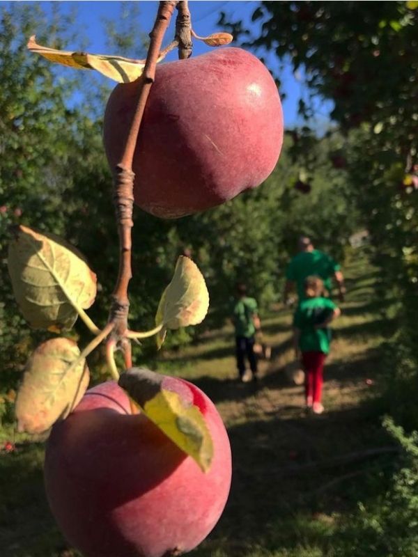 Family walking among trees at Ditmars Orchard. 