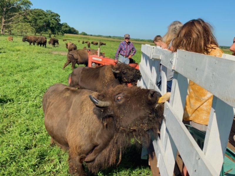 Girl feeding corn to a bison at Hawkeye Buffalo and Cattle Farm