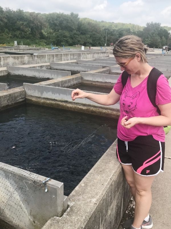 Feeding rainbow trout at the Decorah Fish Hatchery