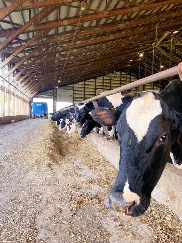 Cows at New Day Dairy