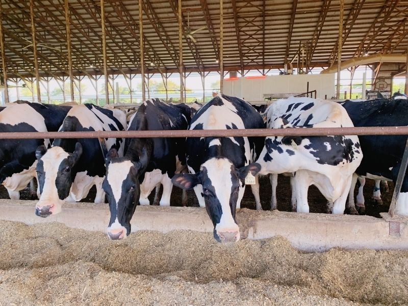 Cows at New Day Dairy in Clarksville, Iowa