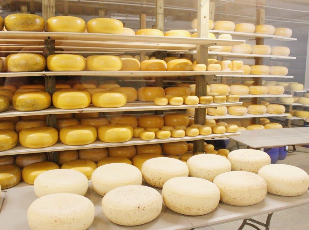 Giant cheese wheels at Frisian Farms