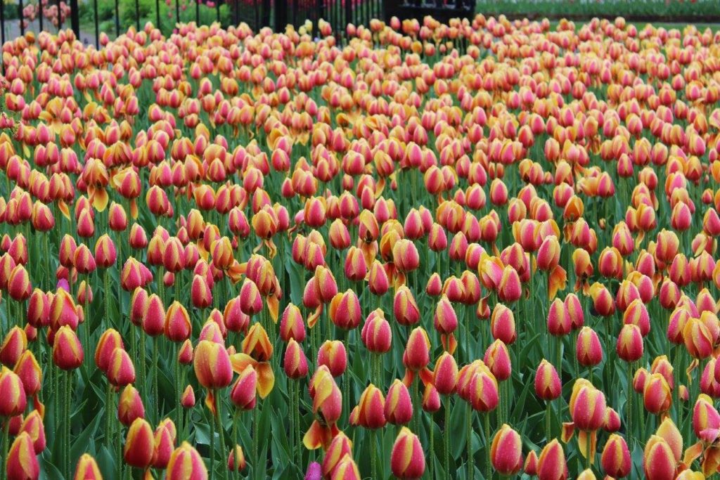 A garden of tulips in Pella