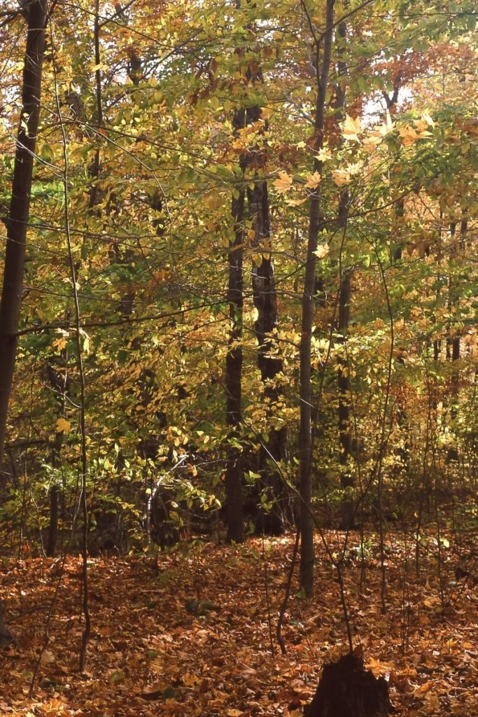 An image of a forest in the fall