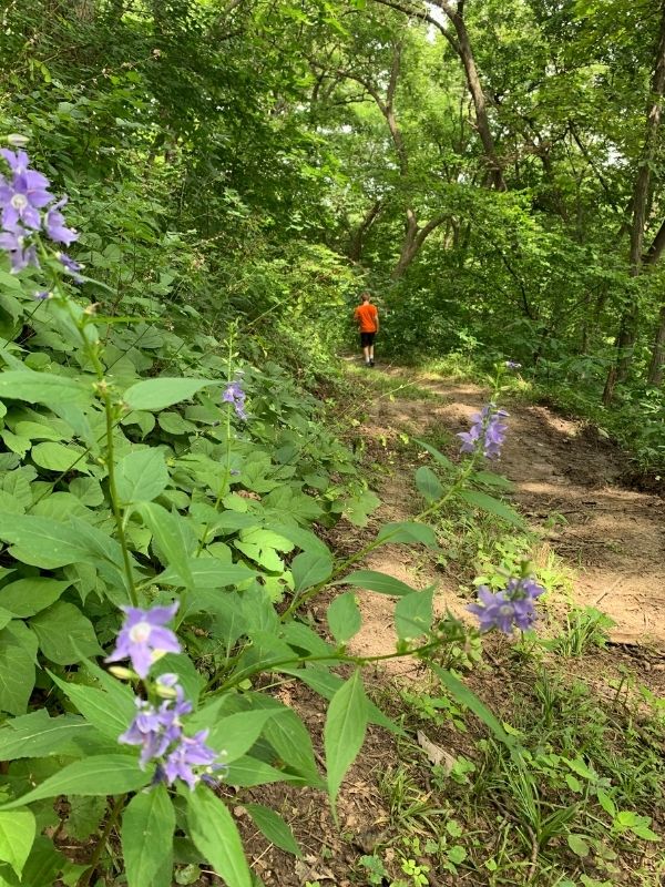 Spring flowers on the trail at Waubonsie State Park in southwest Iowa 