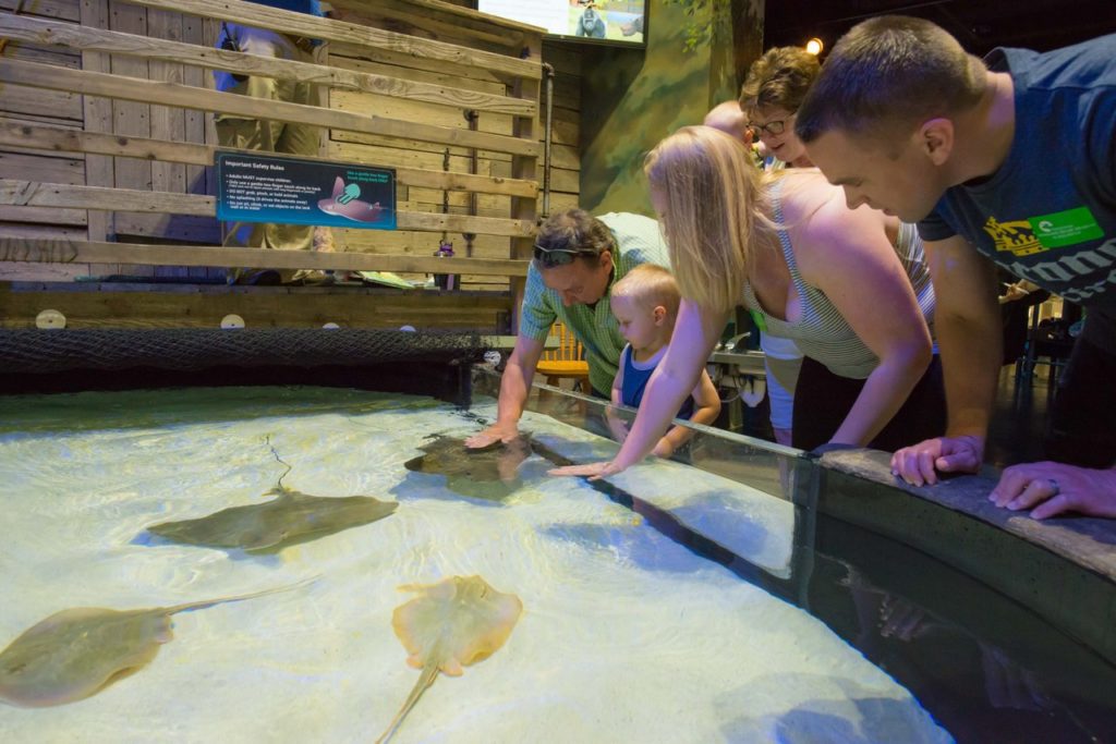 A stingray touch tank at National Mississippi River Museum & Aquarium in Dubuque