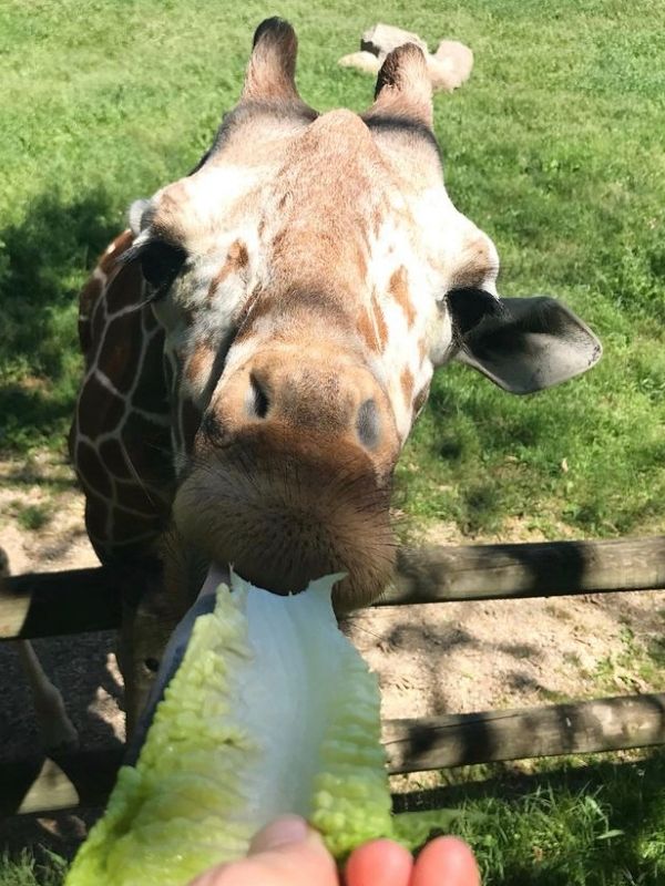 Feeding a giraffe at Blank Park Zoo in Des Moines