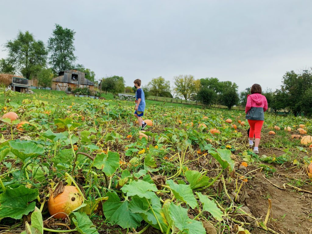 Kids walking in the pumpkin patch at Welch's in Council Bluffs 