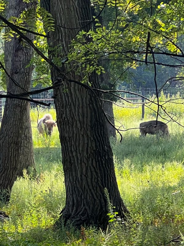 Two bison - one being the famous white bison - at Botna Bend Park in Hancock