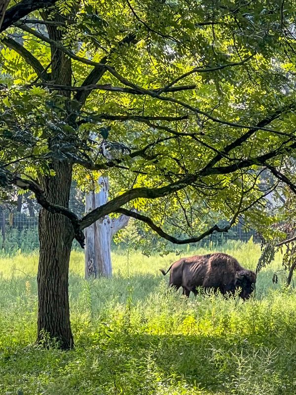 A lone bison roaming an enclosure at Botna Bend Park