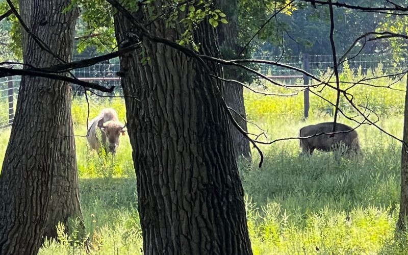 Yes, There’s White Bison At Botna Bend Park - Let's Go Iowa