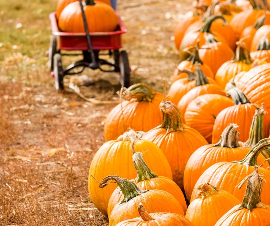 Pumpkins at a pumpkin patch