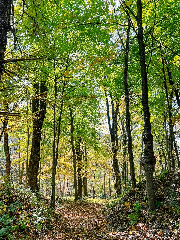 Into the woods at Mount Hosmer City Park in Lansing, Iowa