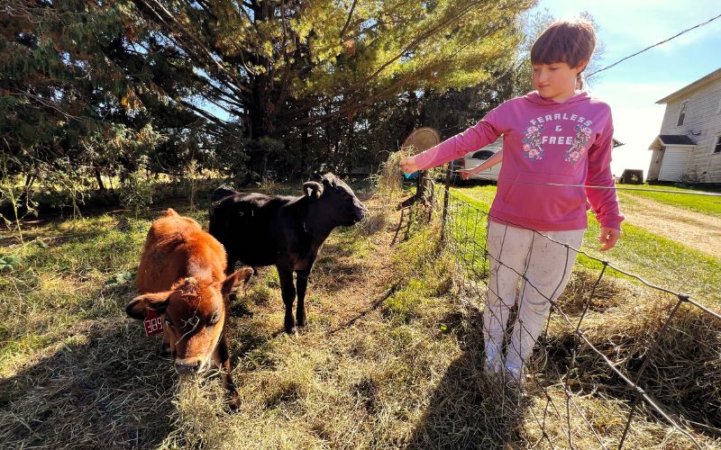 Calves at Peake Orchard near Waukon, Iowa