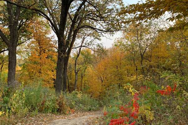 A trail at Hitchcock Nature Center in the autumn