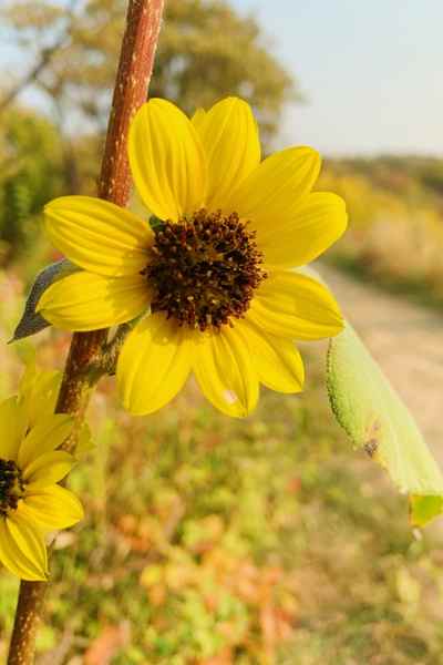 A yellow wildflower spotted in Honey Creek, Iowa