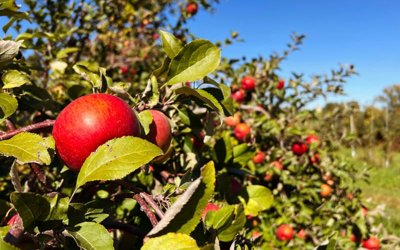 Bright red apples on a tree at Peake Orchards in Waukon, Iowa