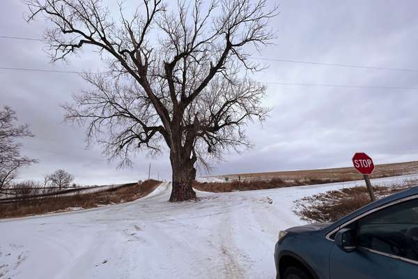 A car at a stop sign facing the Tree In The Middle Of The Road near Brayton, Iowa
