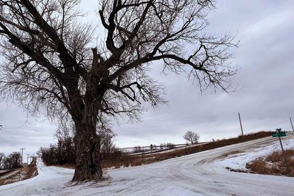 A 100-foot-tall cottonwood tree at an intersection in Iowa