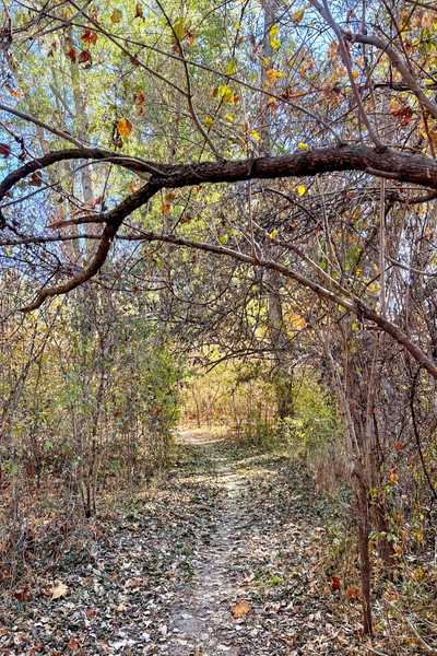 A leaf-covered trail at Lake Manawa State Park in the fall