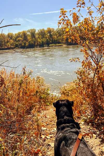 A dog on a trail at Lake Manawa State Park with a view of the Missouri River