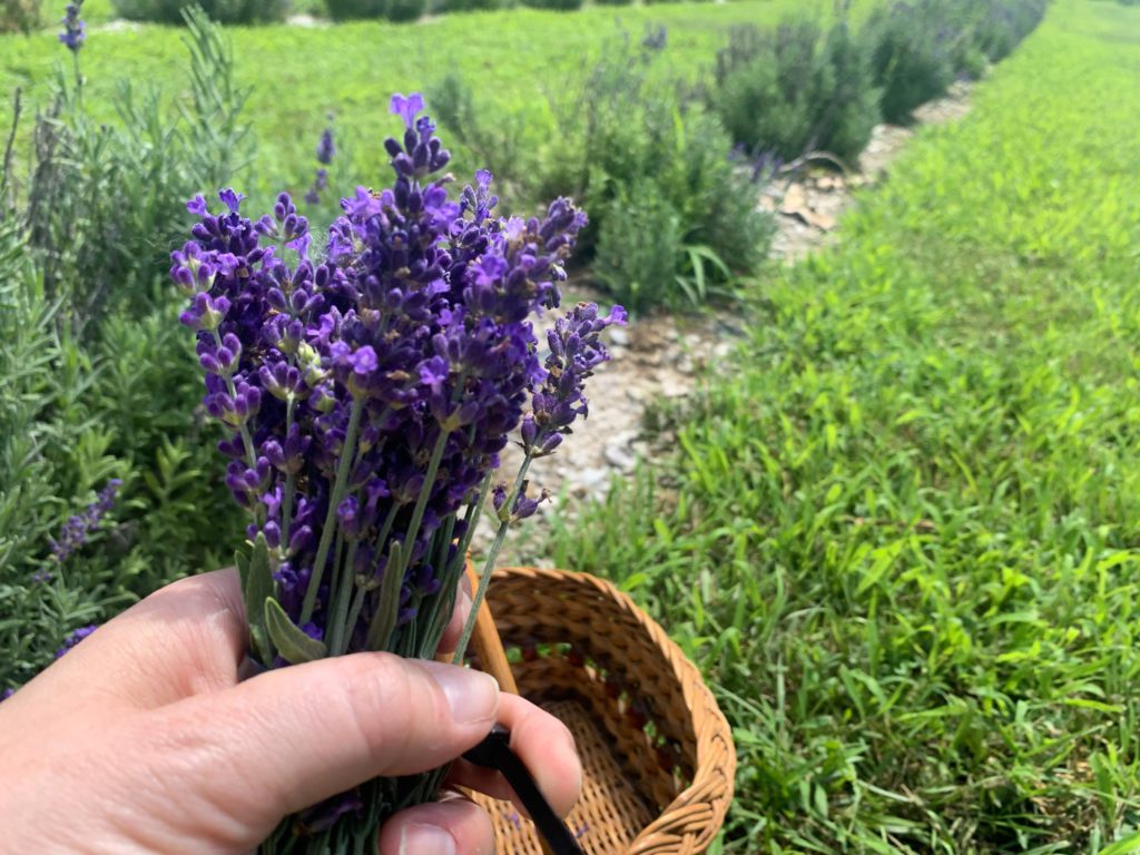 A hand holding a bunch of lavender and a small basket
