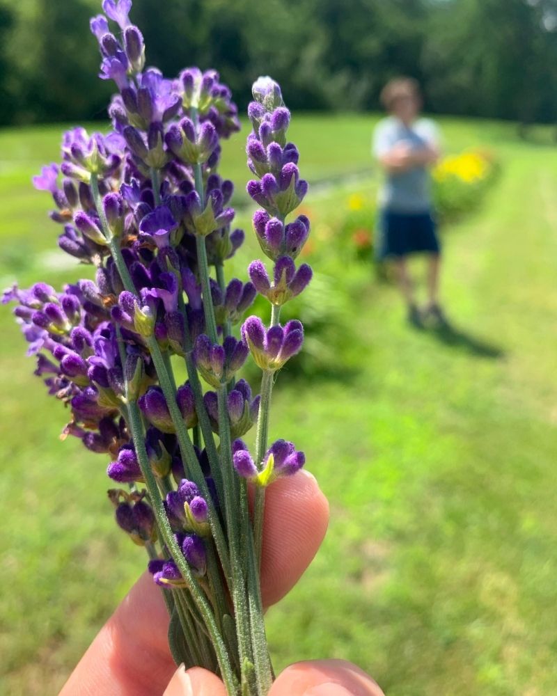 An up-close photo of lavender with a very bored tween in the background