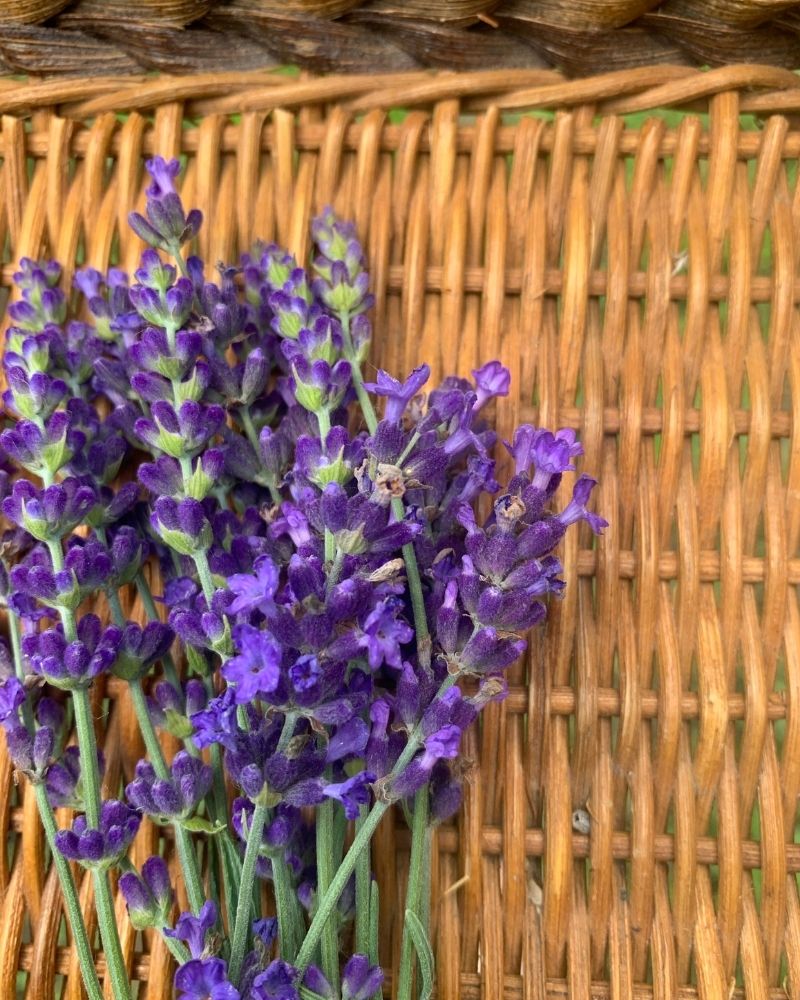 Lavender resting in a basket at Loess Hills Lavender Farm in southwest Iowa