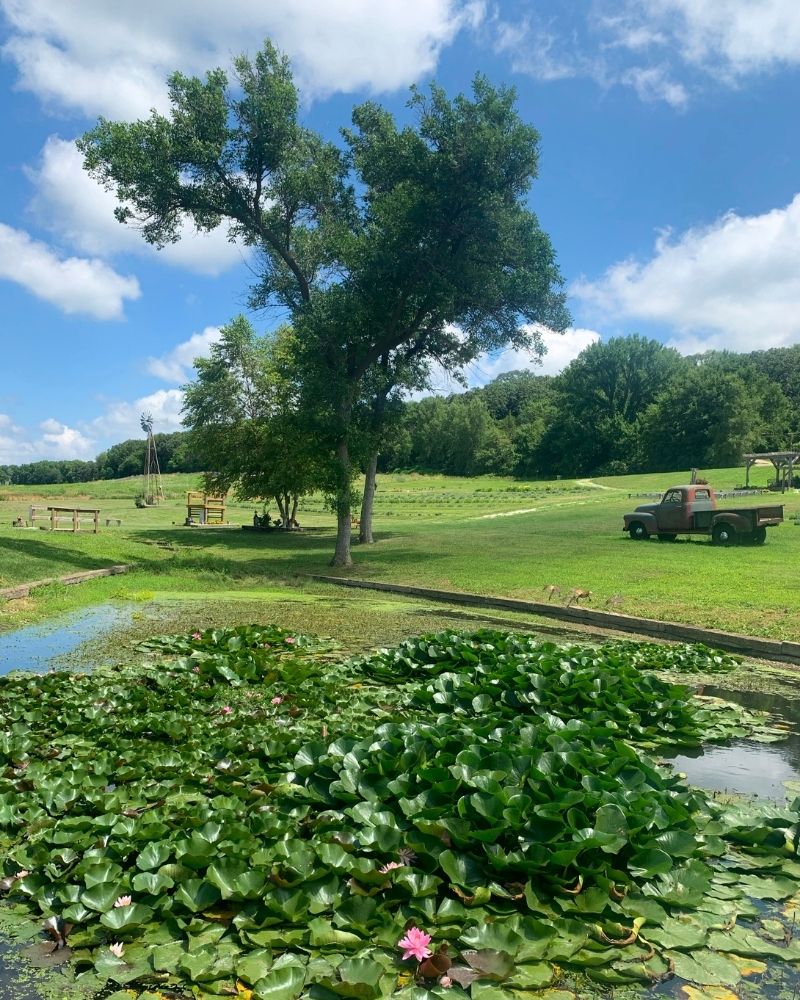 A small pond in the foreground and the Loess Hills Lavender Farm in the background