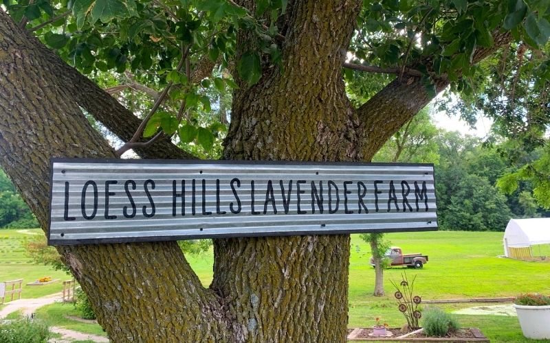 A metal sign for Loess Hills Lavender Farm in Missouri Valley, Iowa