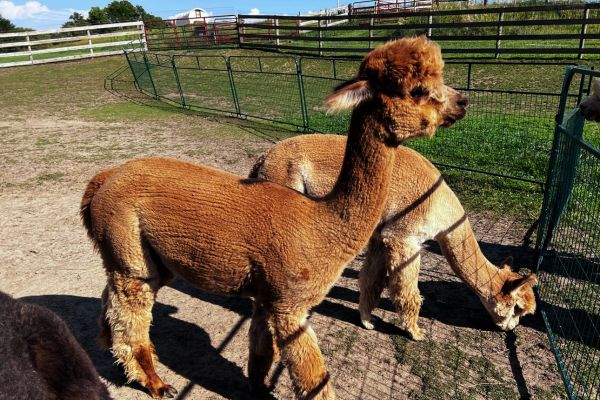 Two alpacas at Best Nest Farm with a covered wagon in the background 