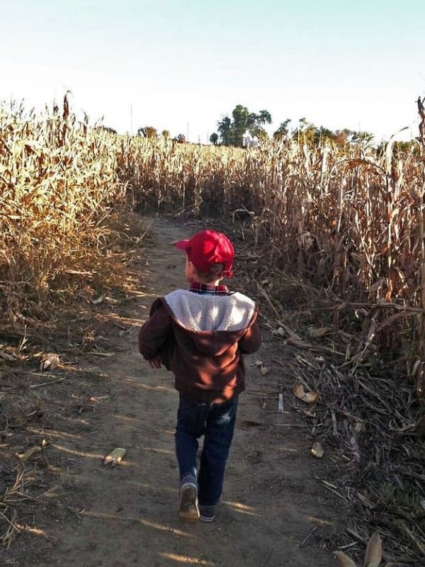A boy walks in the corn maze at Ditmars Orchard & Vineyard in Council Bluffs, Iowa