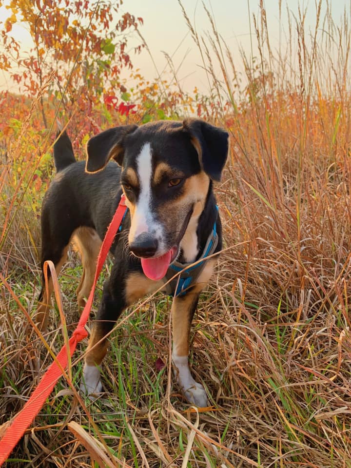 Hiking with a dog at Hitchcock Nature Center, located north of Council Bluffs