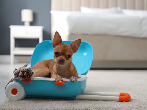 A chihuahua lays in a suitcase on the floor of a hotel room