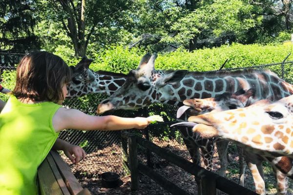 A girl feeds giraffes at Blank Park Zoo in Des Moines