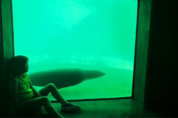 A girl sits by a window with an underwater view of the sea lion exhibit at Blank Park Zoo